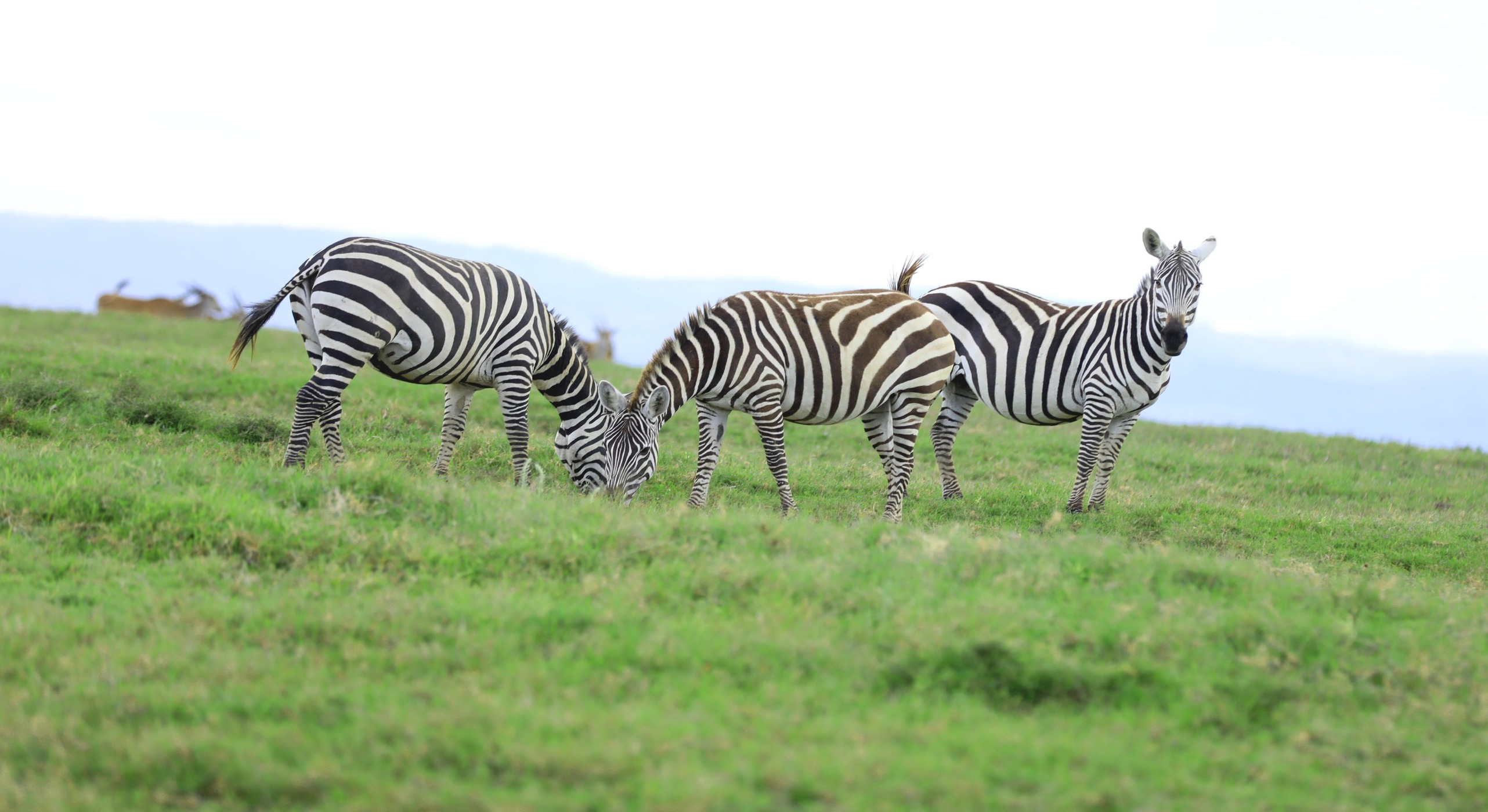 Nakuru-Wildlife